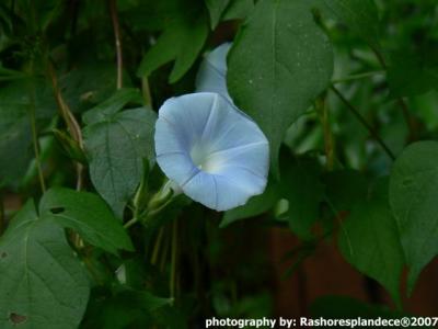 Campana Azul